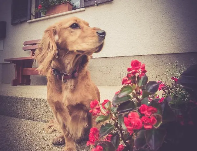 Farm Zagar Gasthuis Mozirje